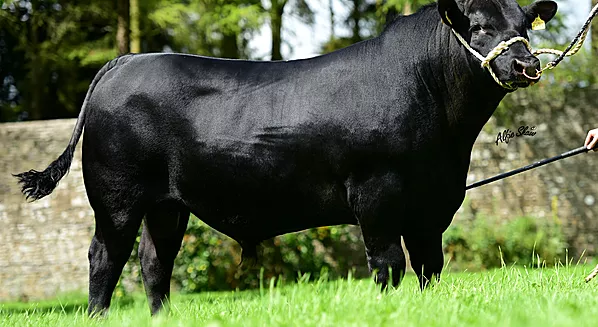 Cattle breed aberdeen angus