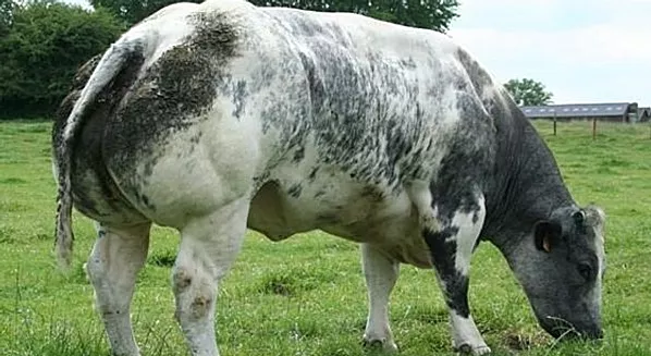 Cattle breed aberdeen angus