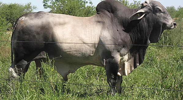 Cattle breed aberdeen angus