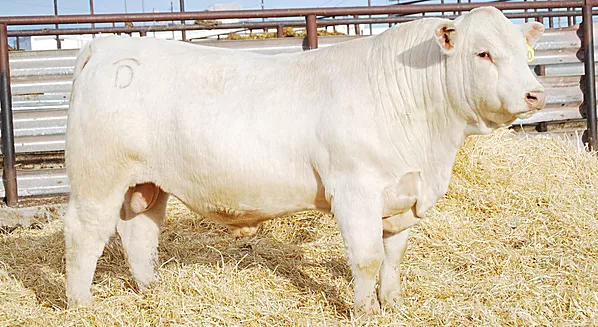 Cattle breed aberdeen angus