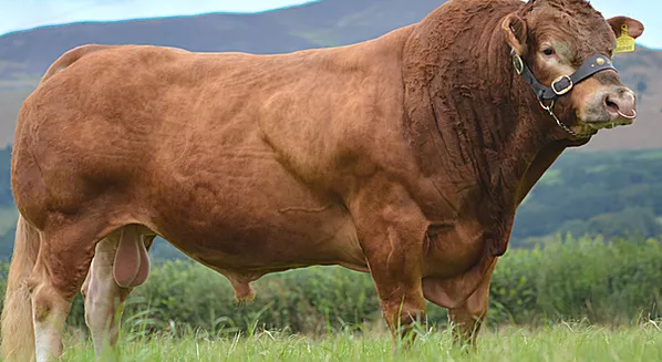 Cattle breed aberdeen angus