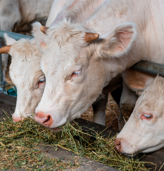 Cows eating on a field