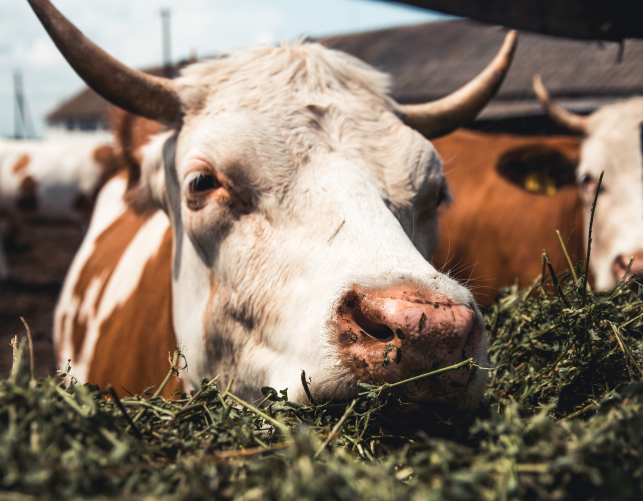 Cows eating on a field