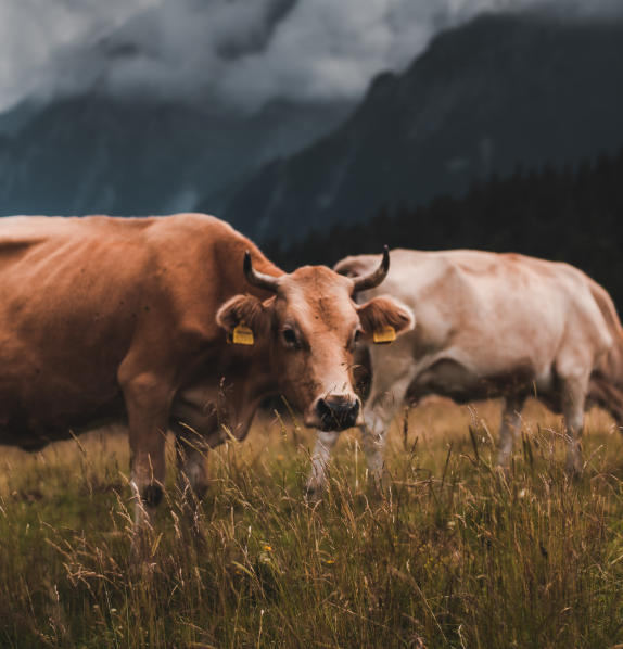 Cows eating on a field