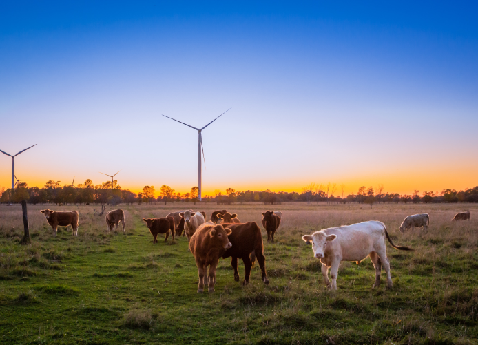 Cows eating on a field