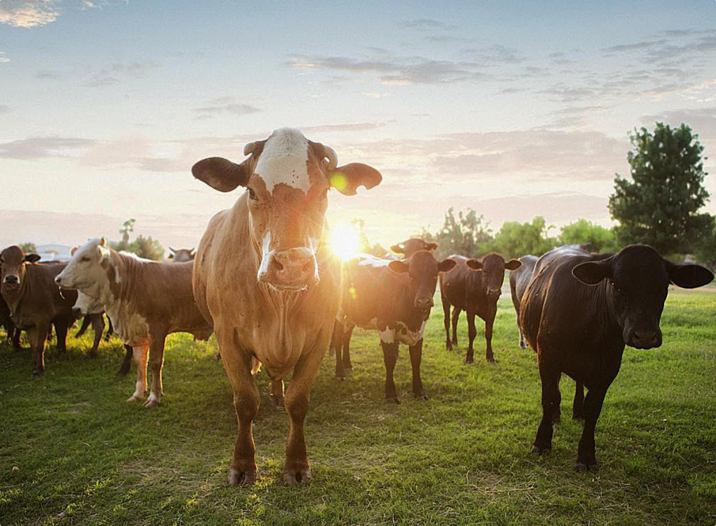 Cows eating on a field